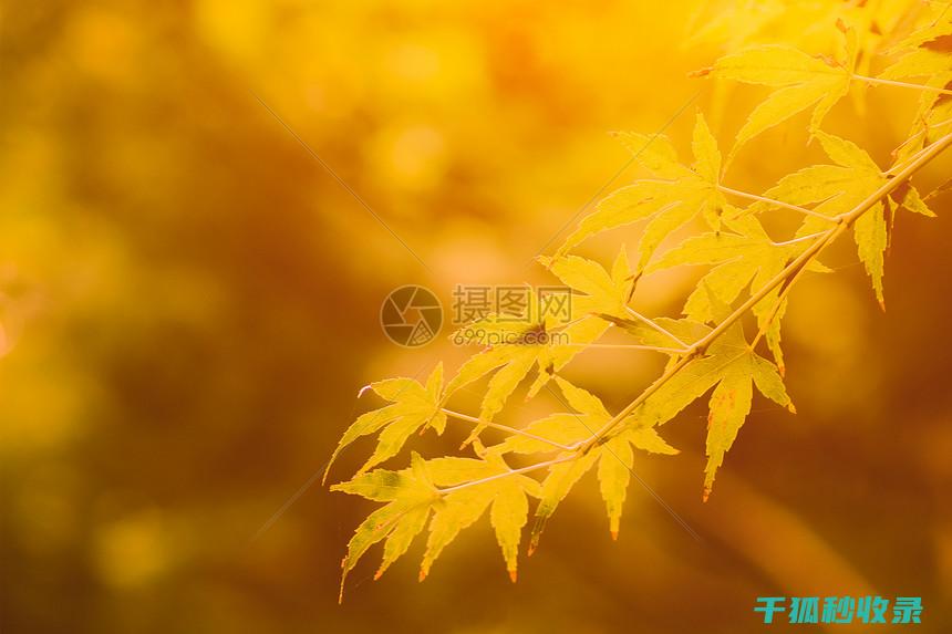 秋季来临，鸟笼清洁的正确做法 (秋天到了鸟儿会干嘛)